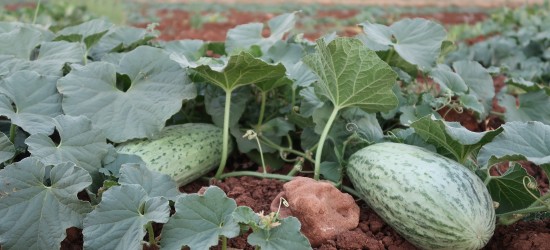 Agriculture and Environment